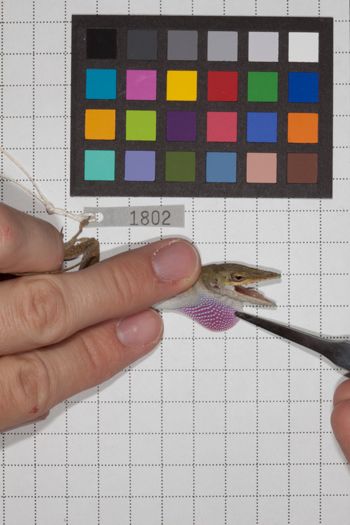Media type: image;   Herpetology R-189905